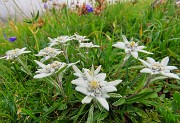 01 Leontopodium alpinum (Stella alpina)